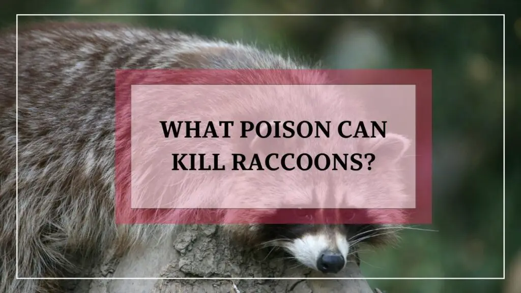 What Poison Can Kill Raccoons featured image