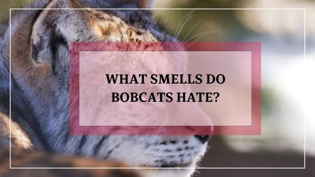 What Smells Do Bobcats Hate؟ featured image