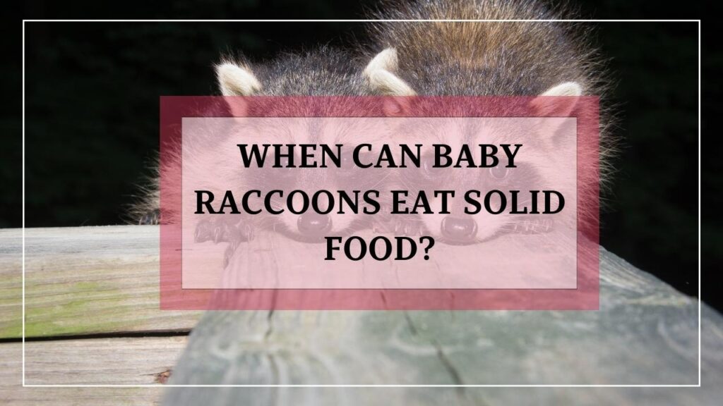 When Can Baby Raccoons Eat Solid Food? featured image