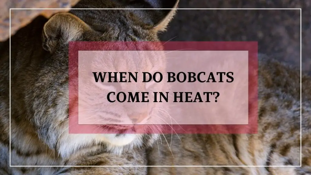 When Do Bobcats Come In Heat featured image