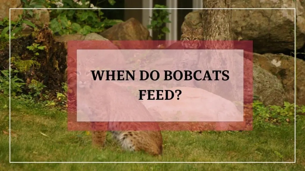 When Do Bobcats Feed featured image