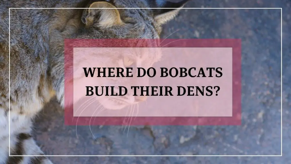 Where Do Bobcats Build Their Dens featured image