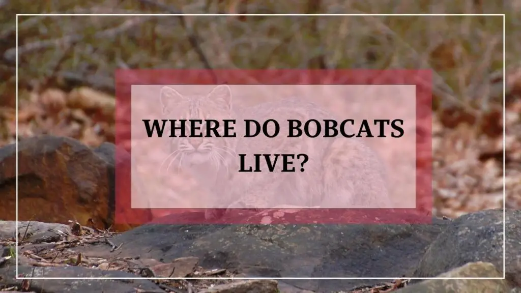 Where Do Bobcats Live featured image