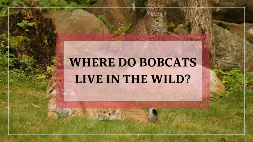 Where Do Bobcats Live In The Wild featured image