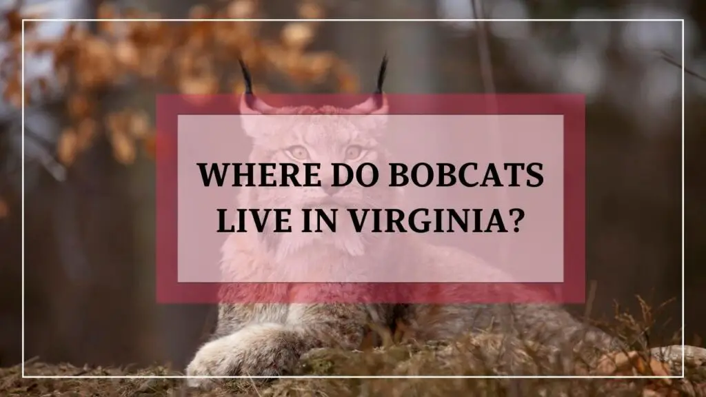 Where Do Bobcats Live In Virginia featured image