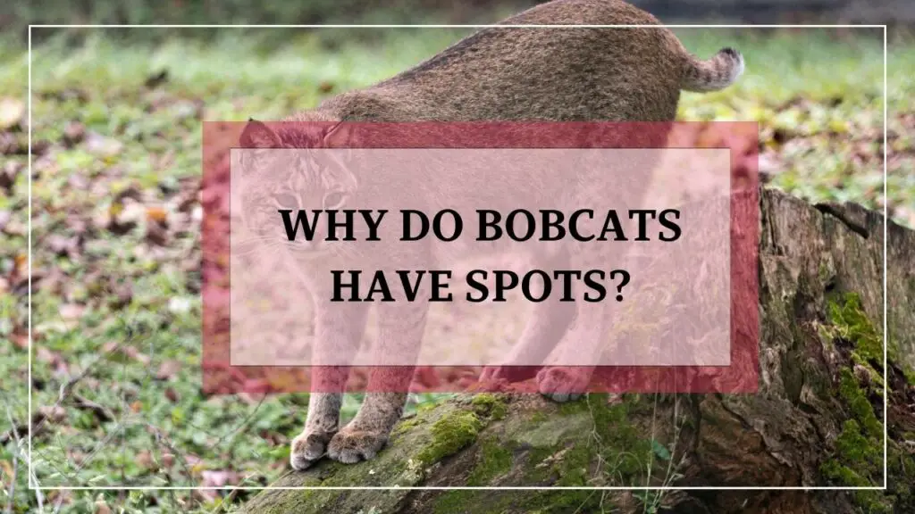 Why Do Bobcats Have Spots featured image