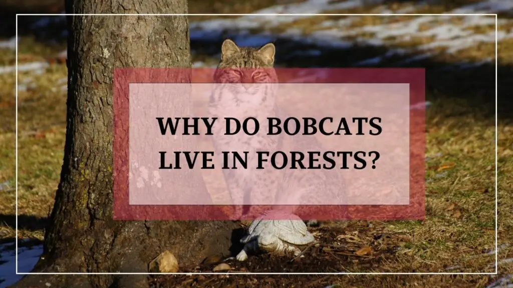 Why Do Bobcats Live In Forests featured image