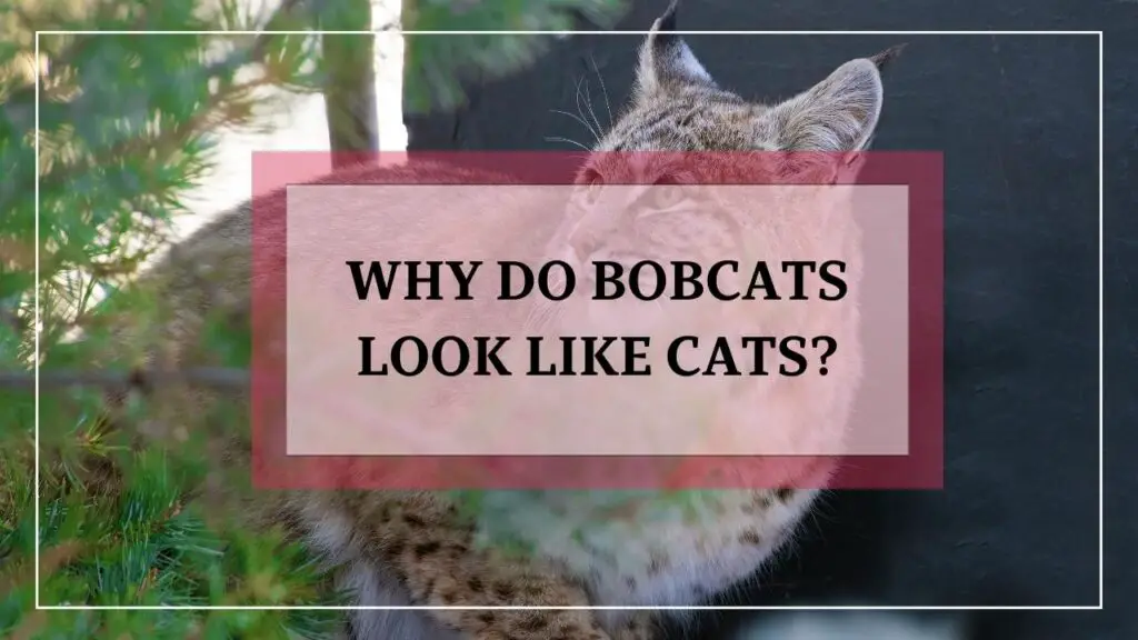 Why Do Bobcats Look Like Cats featured image