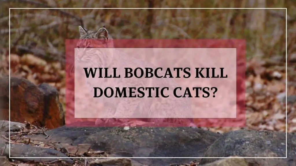 Will Bobcats Kill Domestic Cats featured image