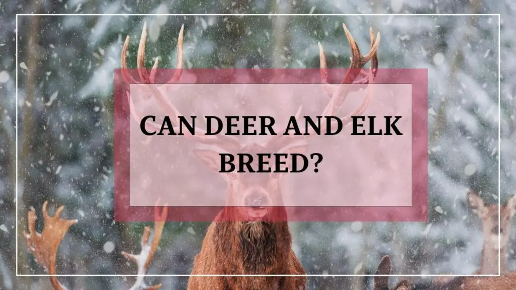 Can Deer And Elk Breed featured image