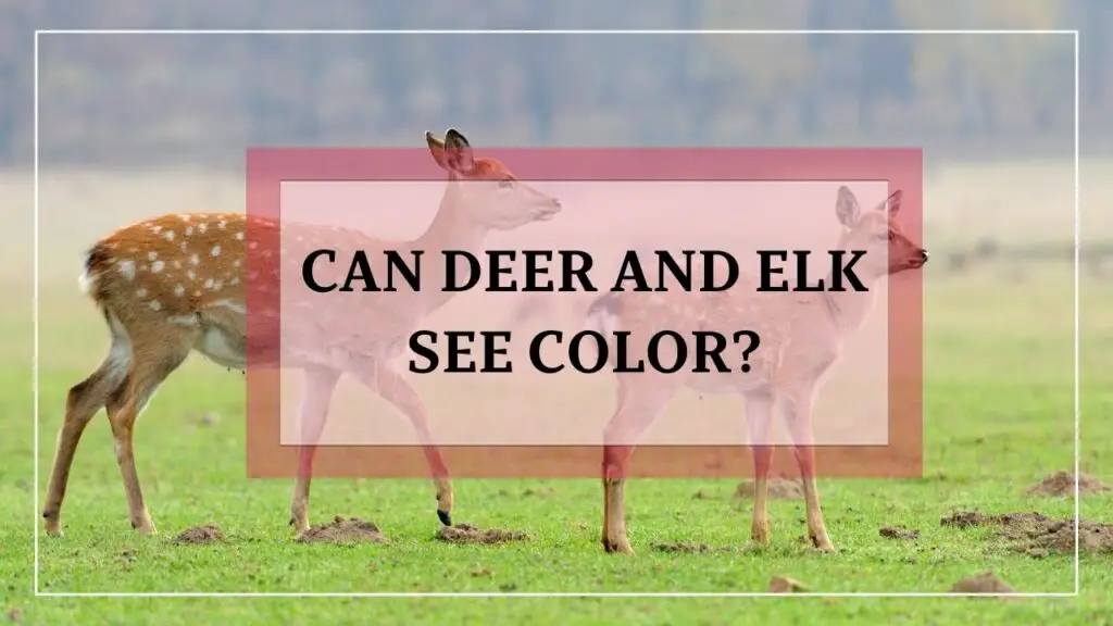 Can Deer And Elk See Color featured image