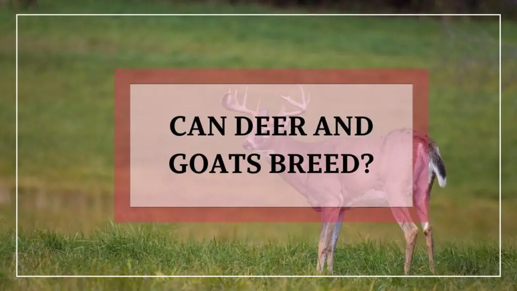 Can Deer And Goats Breed featured image