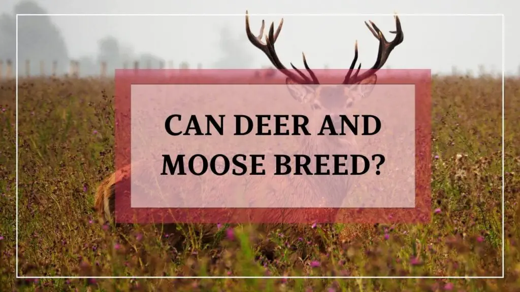 Can Deer And Moose Breed featured image