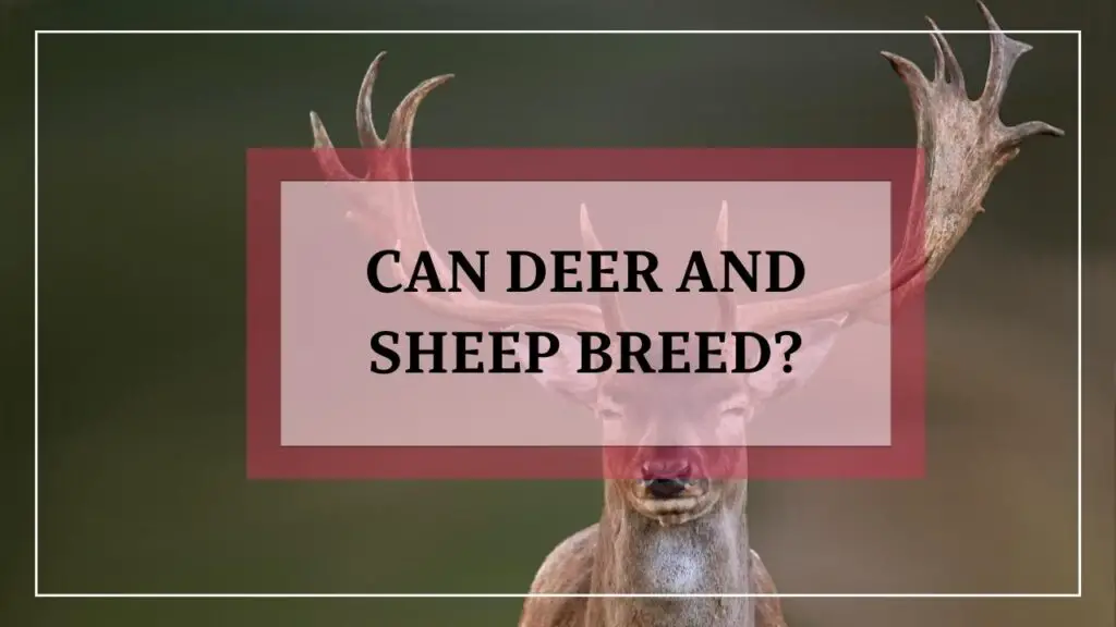 Can Deer And Sheep Breed featured image