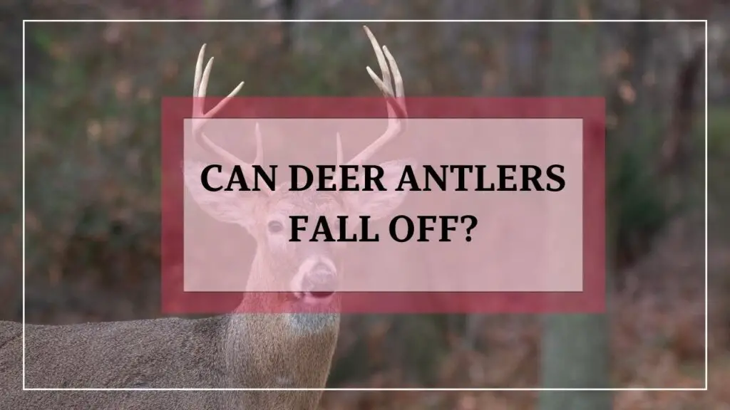 Can Deer Antlers Fall Off featured image