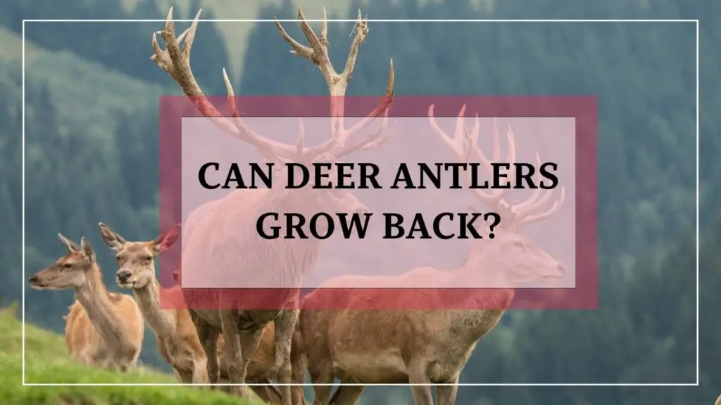 Can Deer Antlers Grow Back featured image