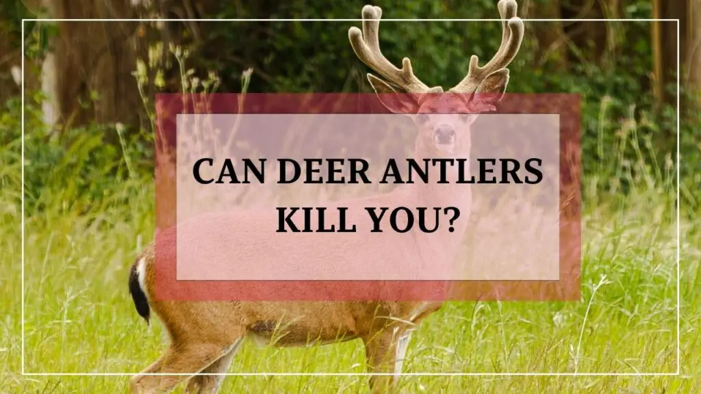 Can Deer Antlers Kill You featured image