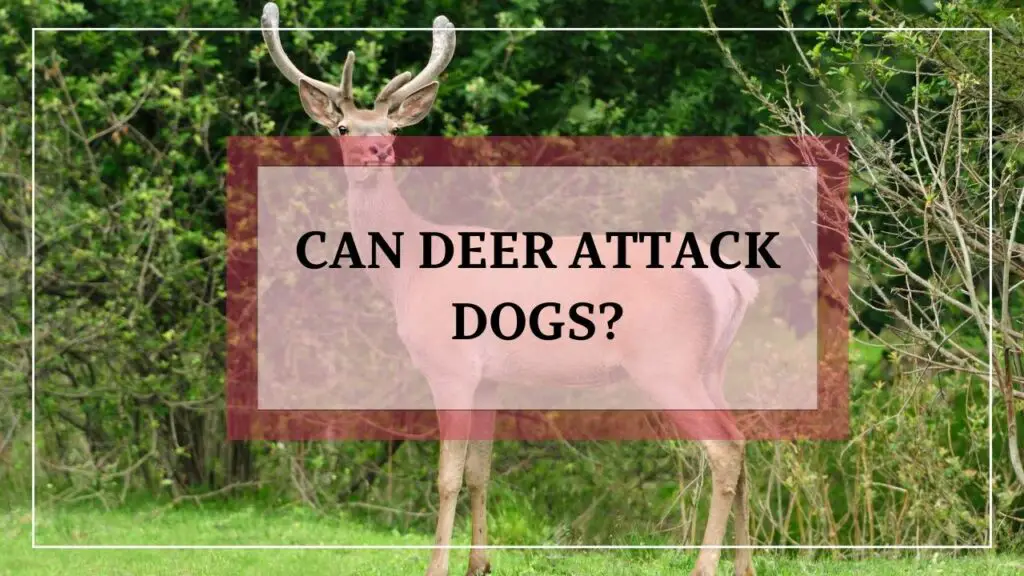 Can Deer Attack Dogs featured image