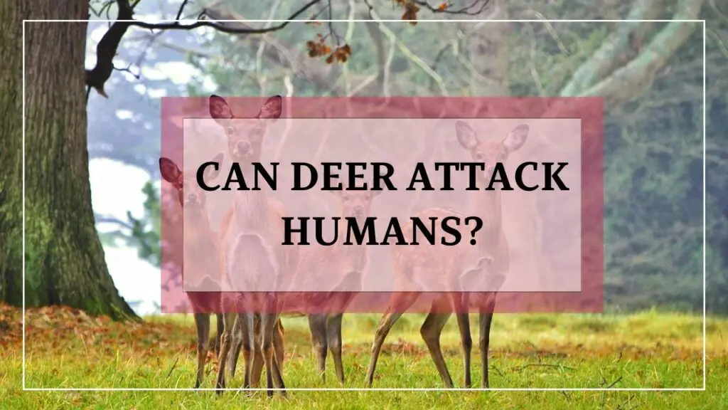 Can Deer Attack Humans featured image