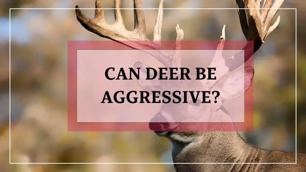 Can Deer Be Aggressive featured image