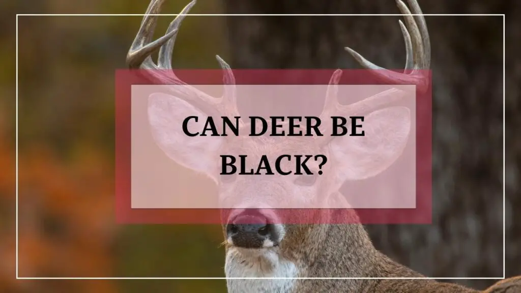 Can Deer Be Black featured image