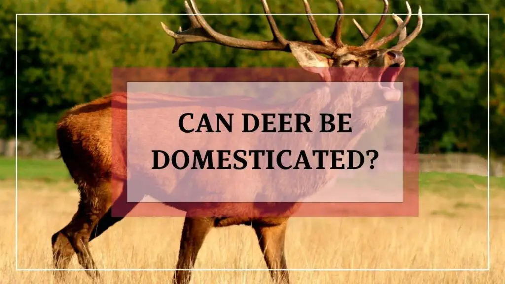 Can Deer Be Domesticated featured image