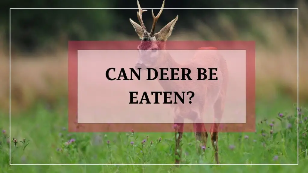 Can Deer Be Eaten featured image