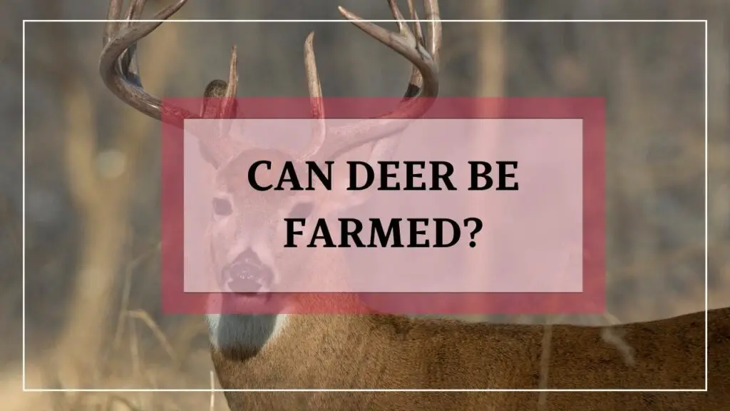 Can Deer Be Farmed featured image