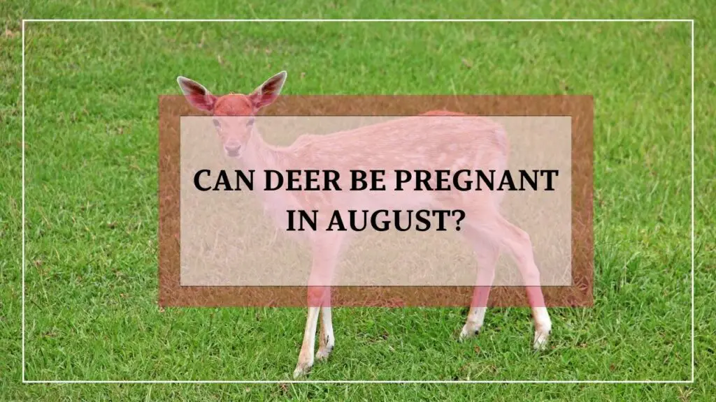 Can Deer Be Pregnant In August featured image