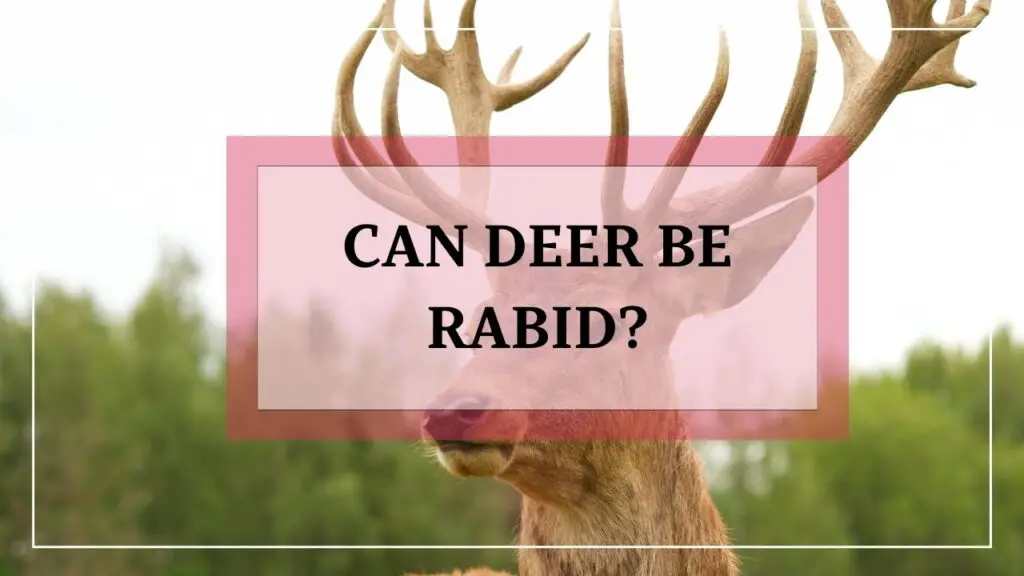 Can Deer Be Rabid featured image