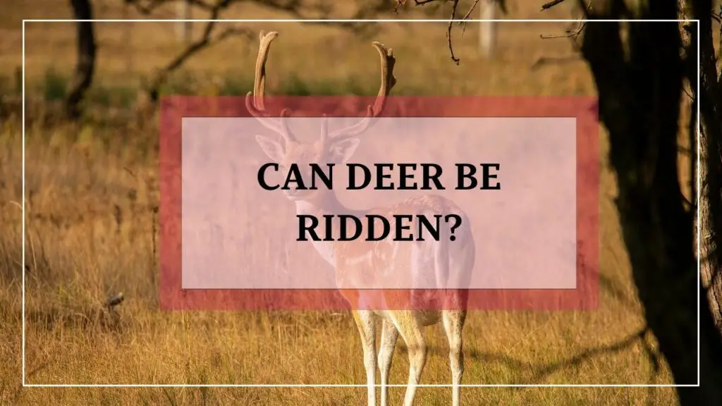 Can Deer Be Ridden featured image