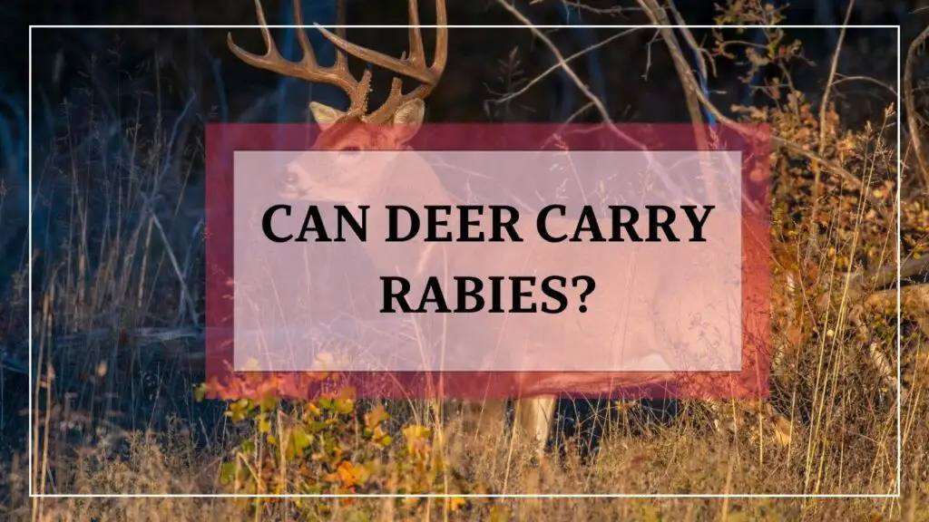 Can Deer Carry Rabies featured image