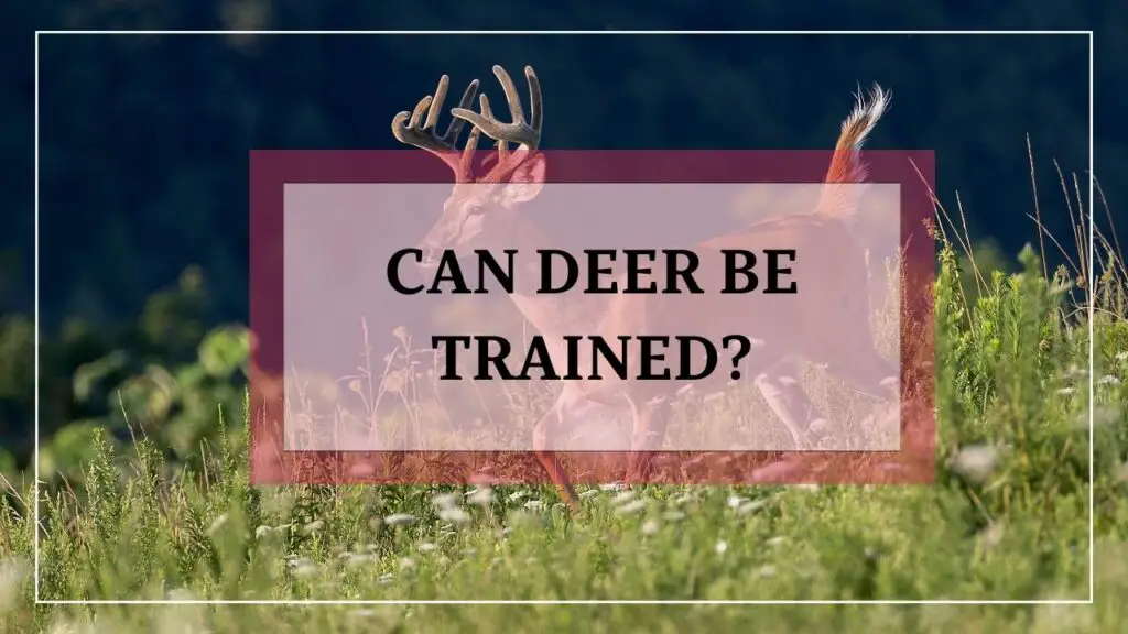 Can Deer Be Trained featured image