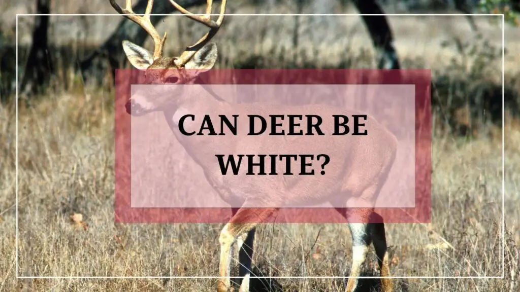 Can Deer Be White featured image