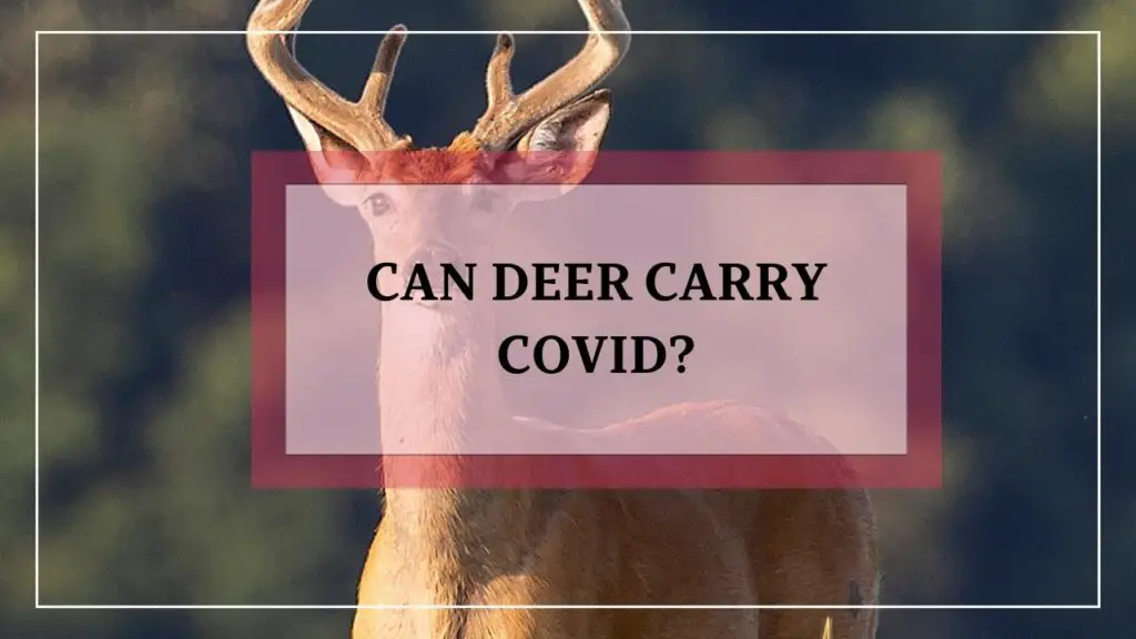 Can Deer Carry Covid featured image