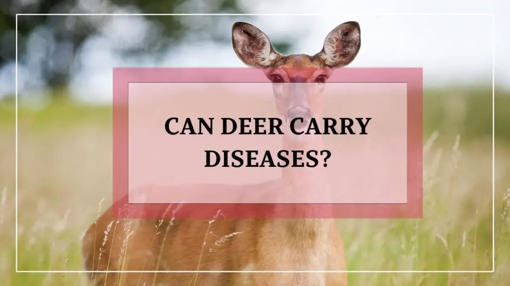 Can Deer Carry Diseases featured image