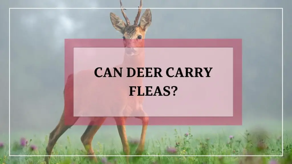 Can Deer Carry Fleas featured image