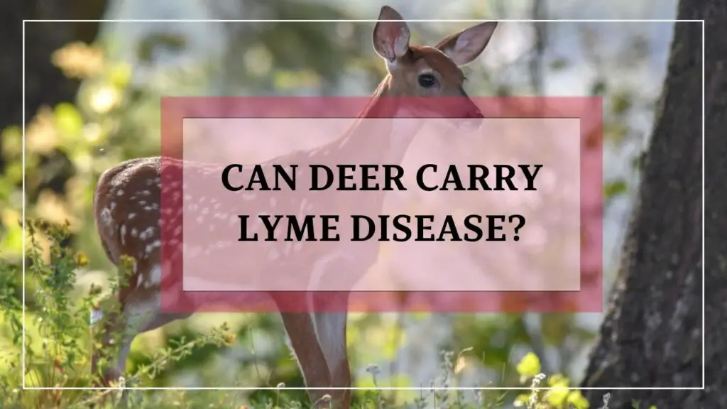 Can Deer Carry Lyme Disease featured image