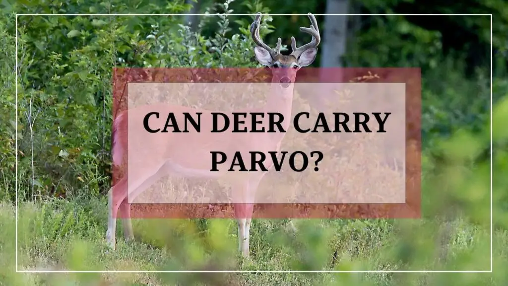 Can Deer Carry Parvo featured image