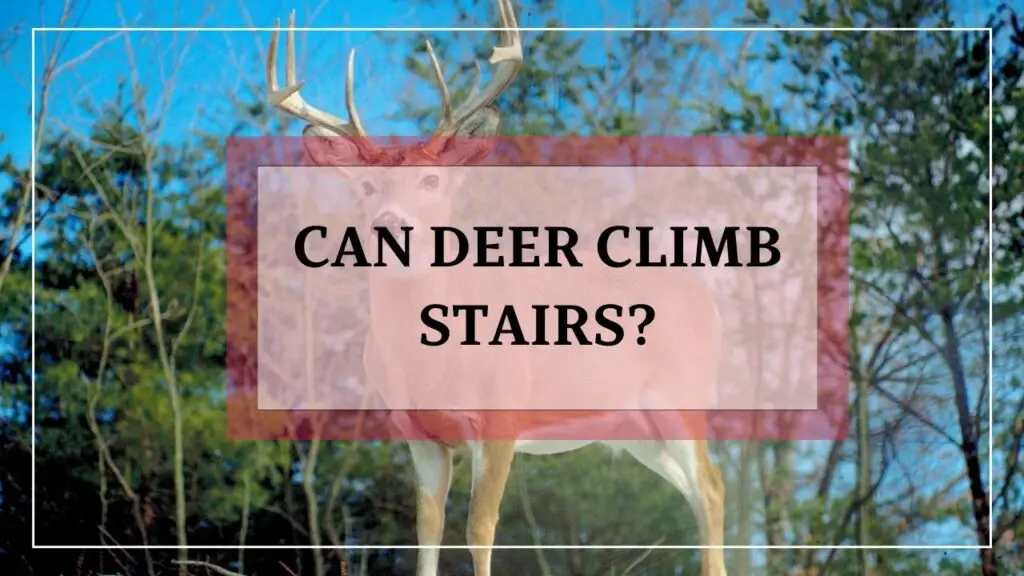 Can Deer Climb Stairs featured image