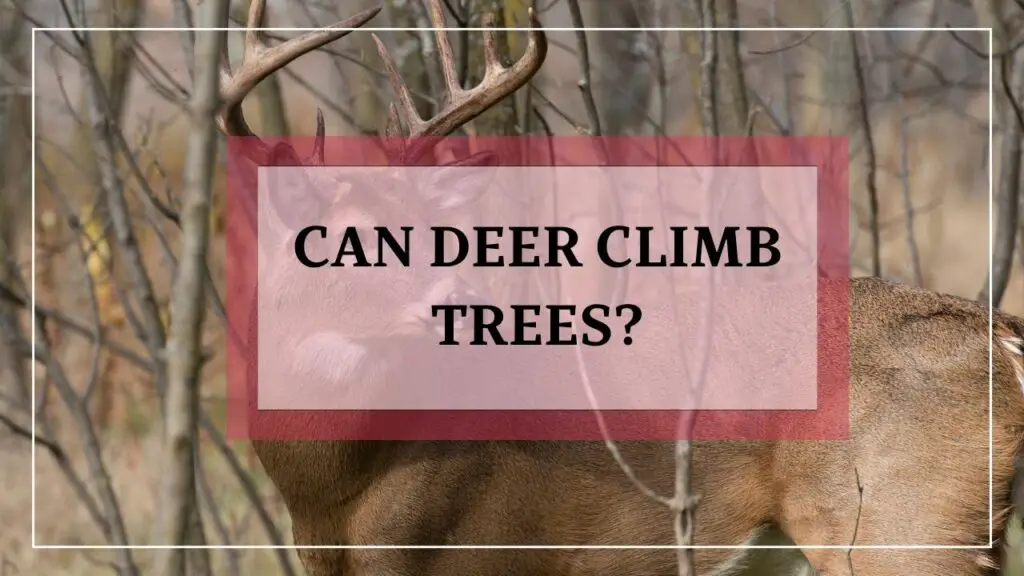 Can Deer Climb Trees featured image