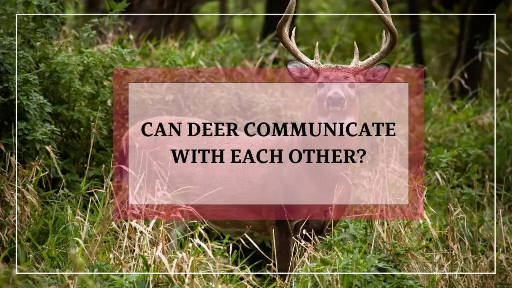 Can Deer Communicate With Each Other featured image