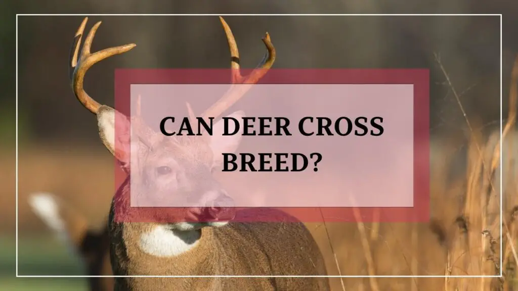 Can Deer Cross Breed featured image