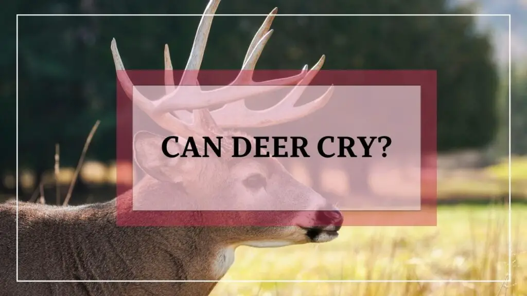 Can Deer Cry featured image