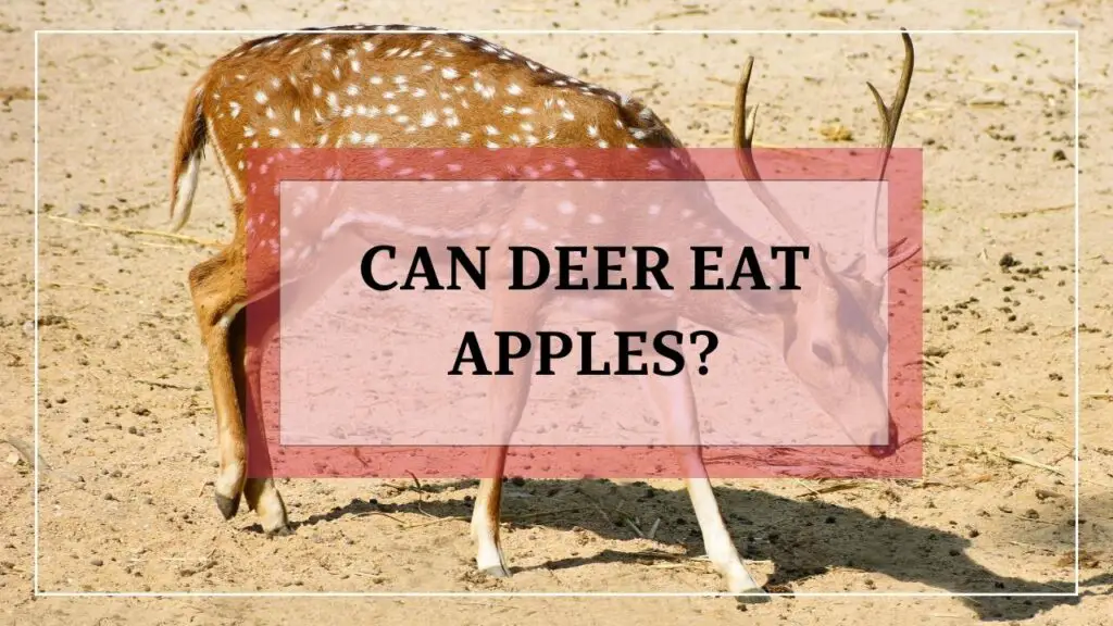 Can Deer Eat Apples featured image