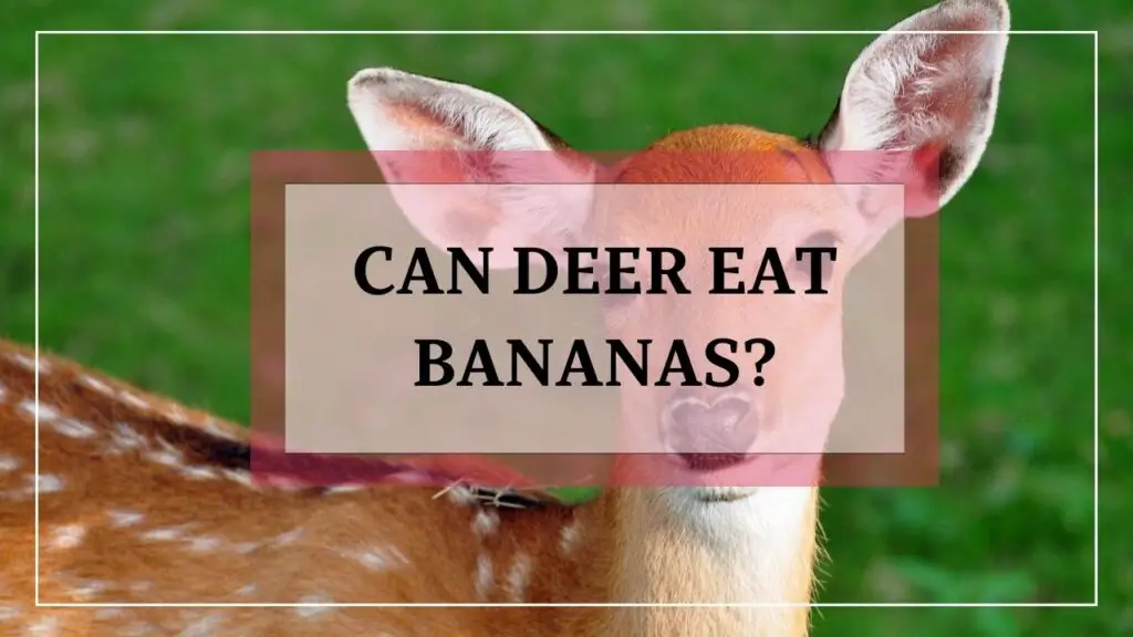 Can Deer Eat Bananas featured image