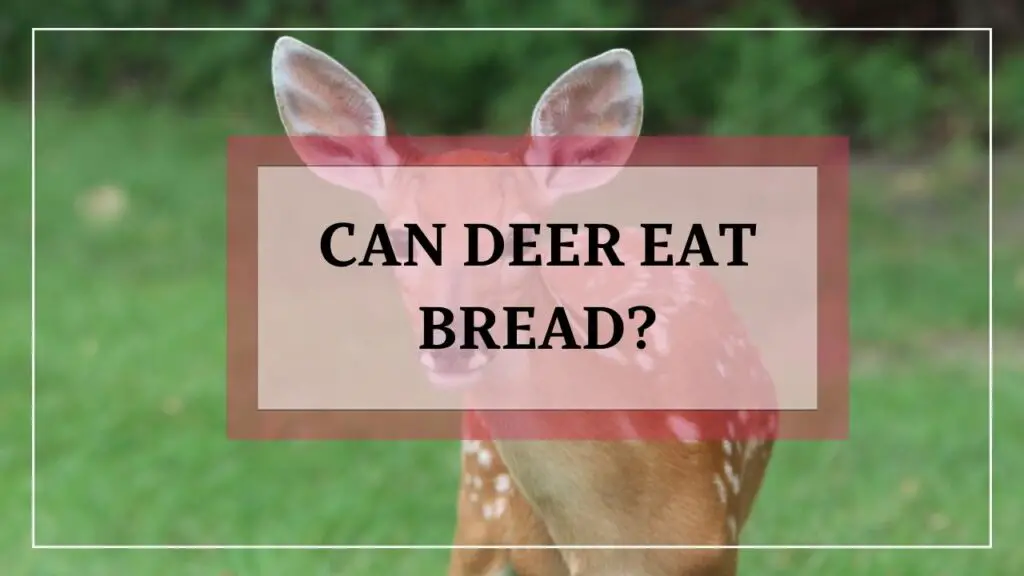 Can Deer Eat Bread featured image