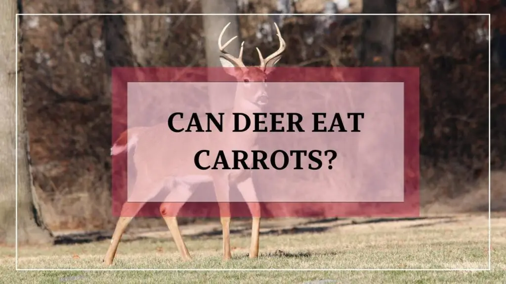 Can Deer Eat Carrots featured image