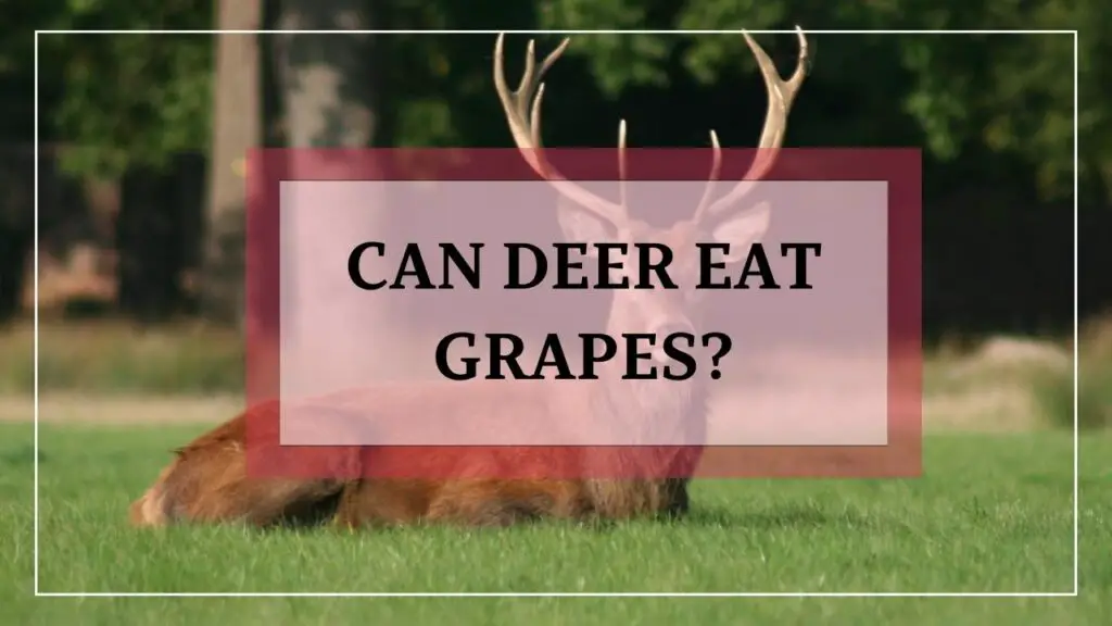 Can Deer Eat Grapes featured image