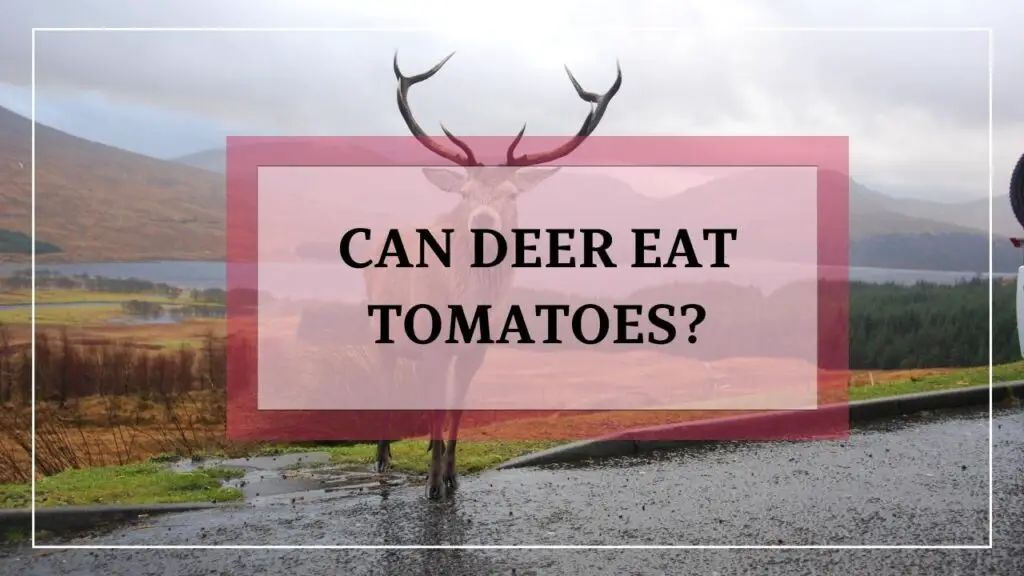 Can Deer Eat Tomatoes featured image